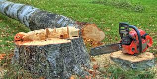 Best Tree Cabling and Bracing  in Leavenworth, WA