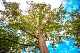 Professional Tree Services in Leavenworth, WA