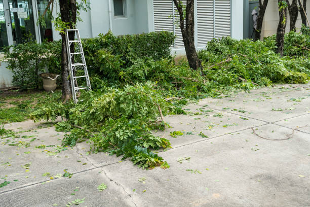 Best Organic Lawn Care Solutions  in Leavenworth, WA