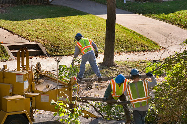 How Our Tree Care Process Works  in  Leavenworth, WA