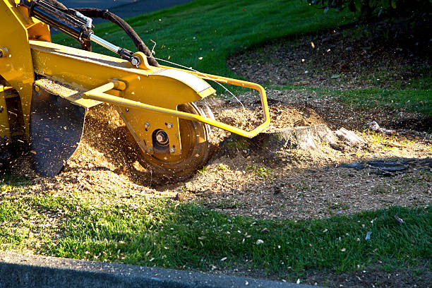 Best Storm Damage Tree Cleanup  in Leavenworth, WA