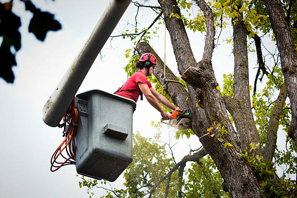 Best Tree Maintenance Programs  in Leavenworth, WA